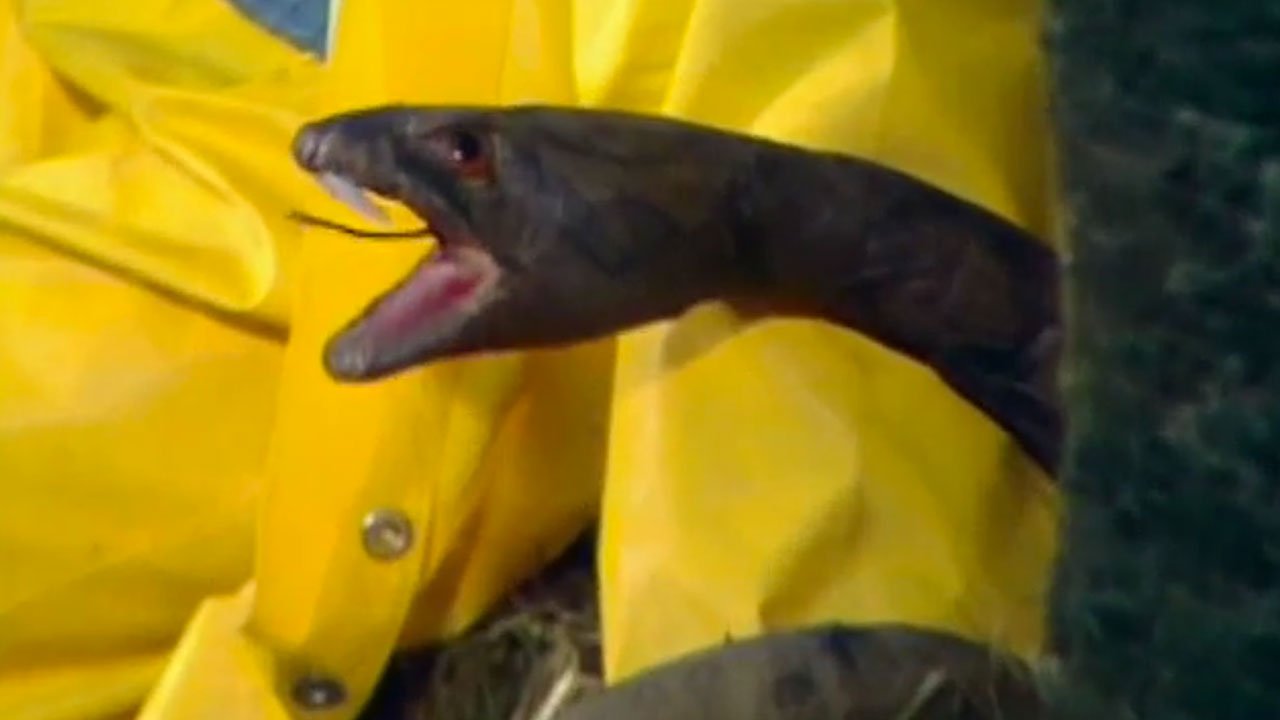 fear-snake-sontaran-experiment-doctor-who-back-when